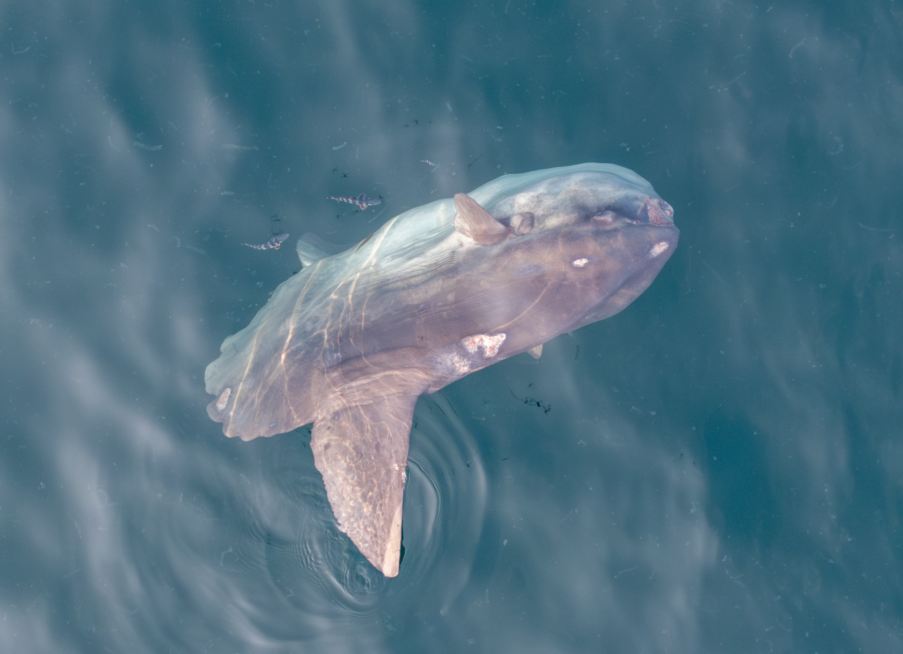 Ocean sunfish