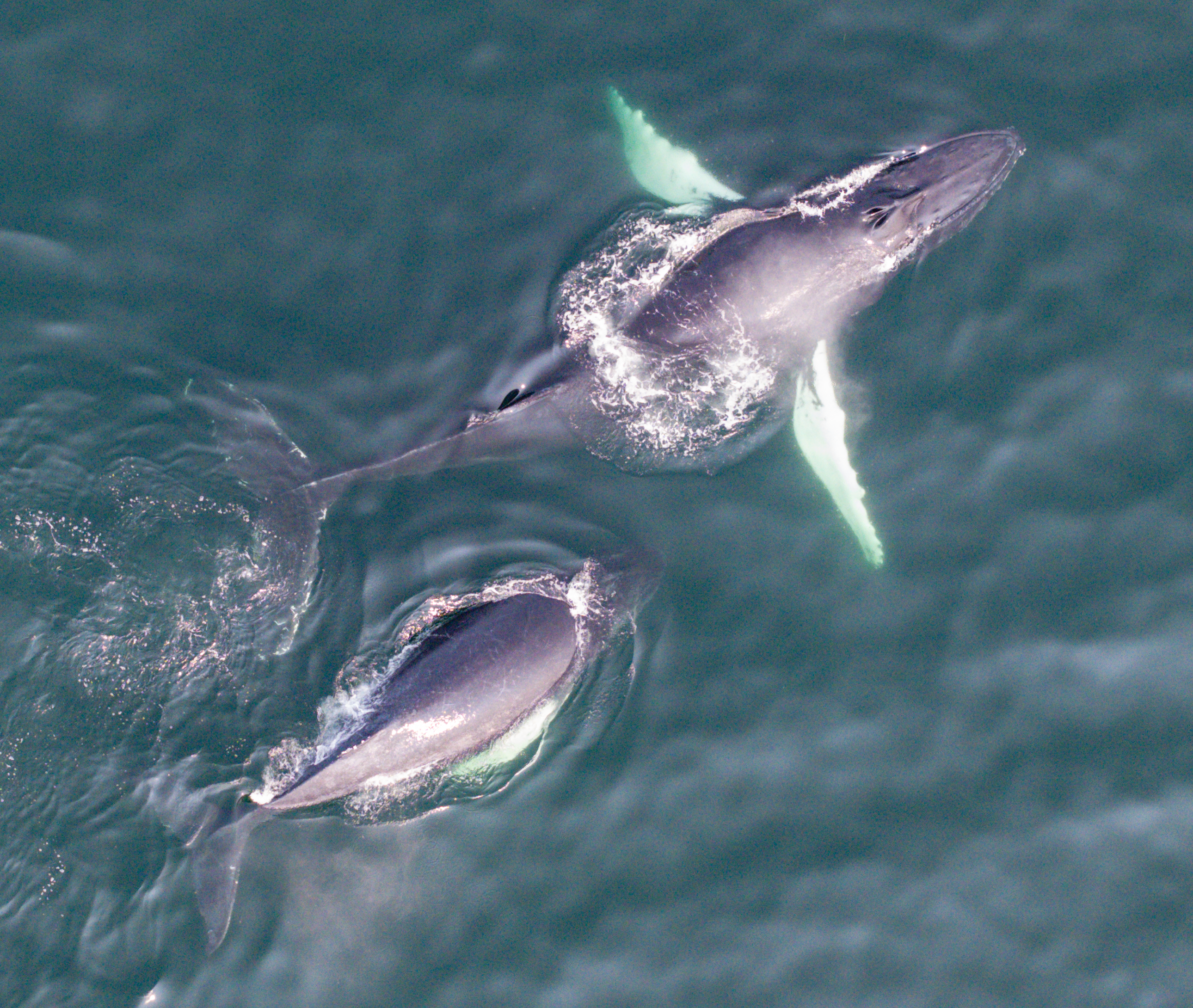 Humpback whales aerial