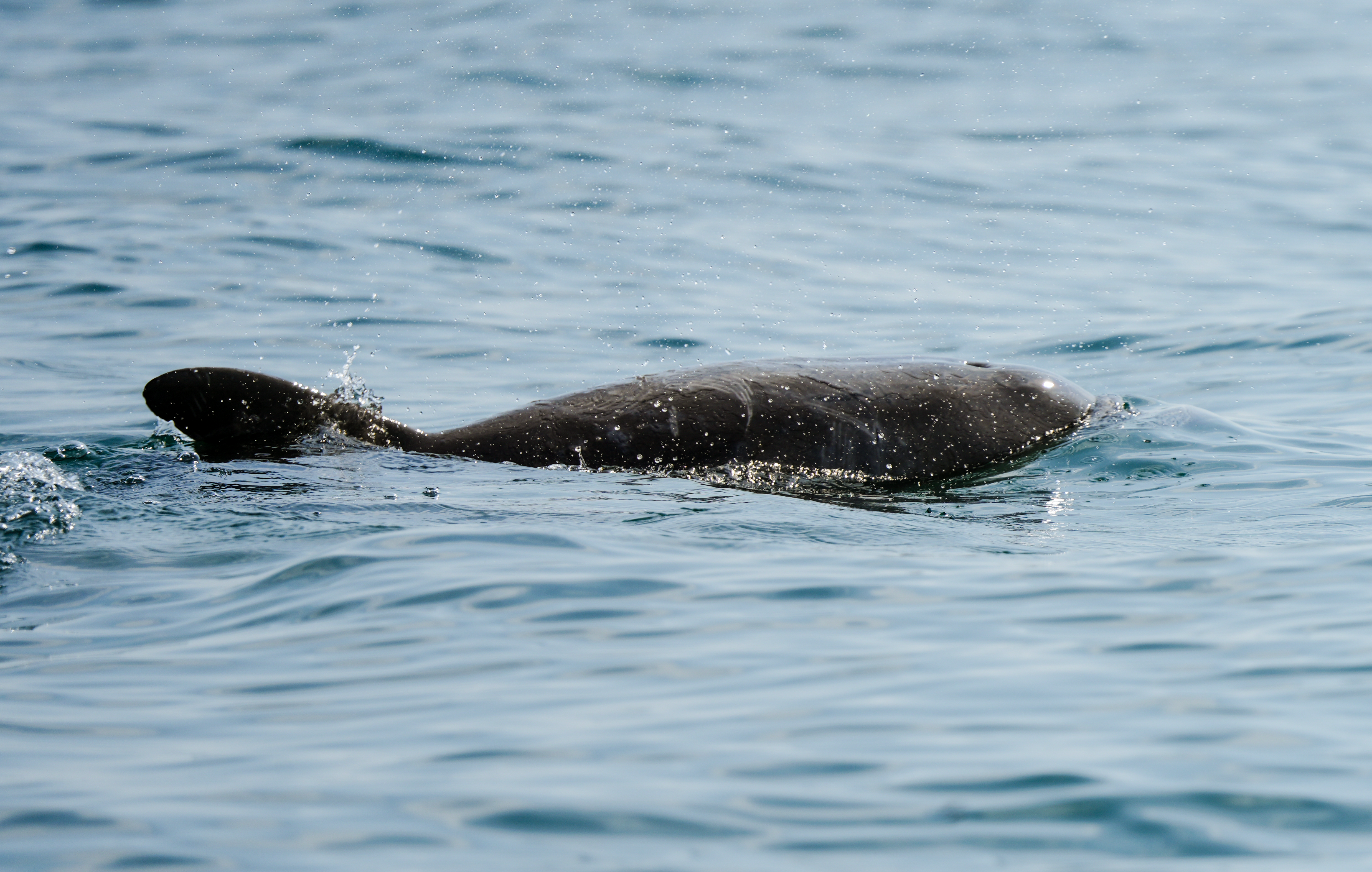 Dolphins breaking surface