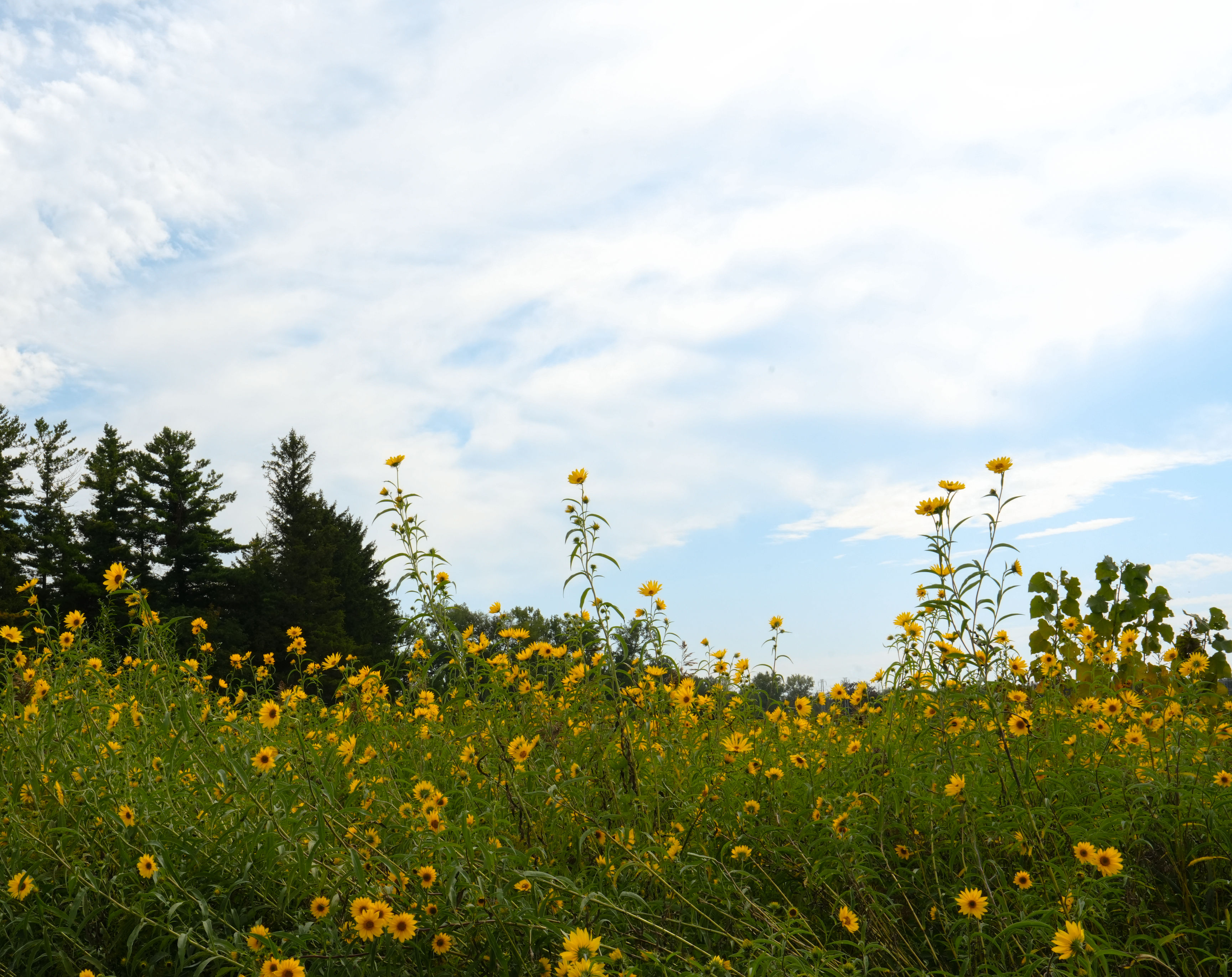 Yellow wildflowers and blue sky
