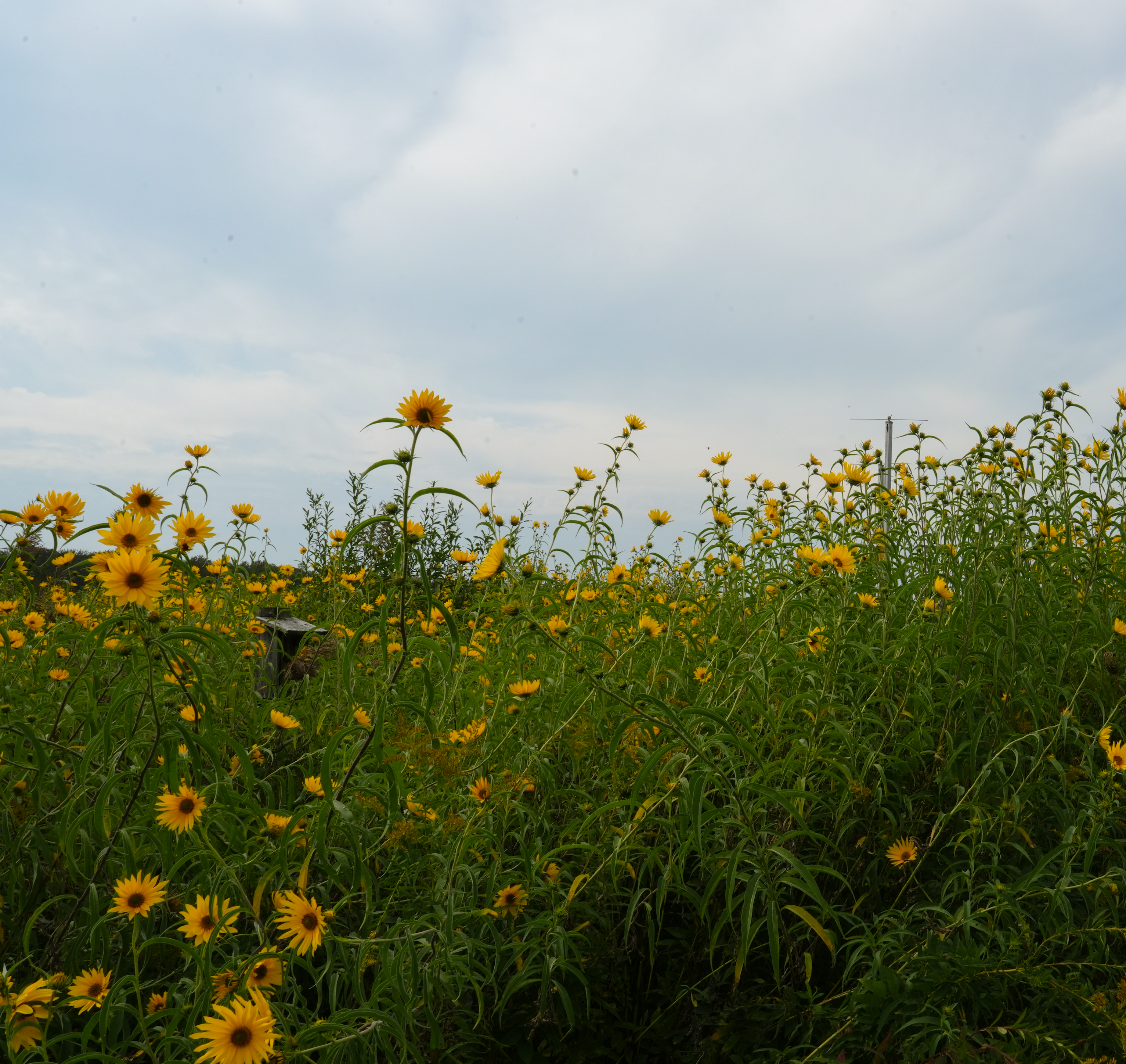 Dense wildflower field