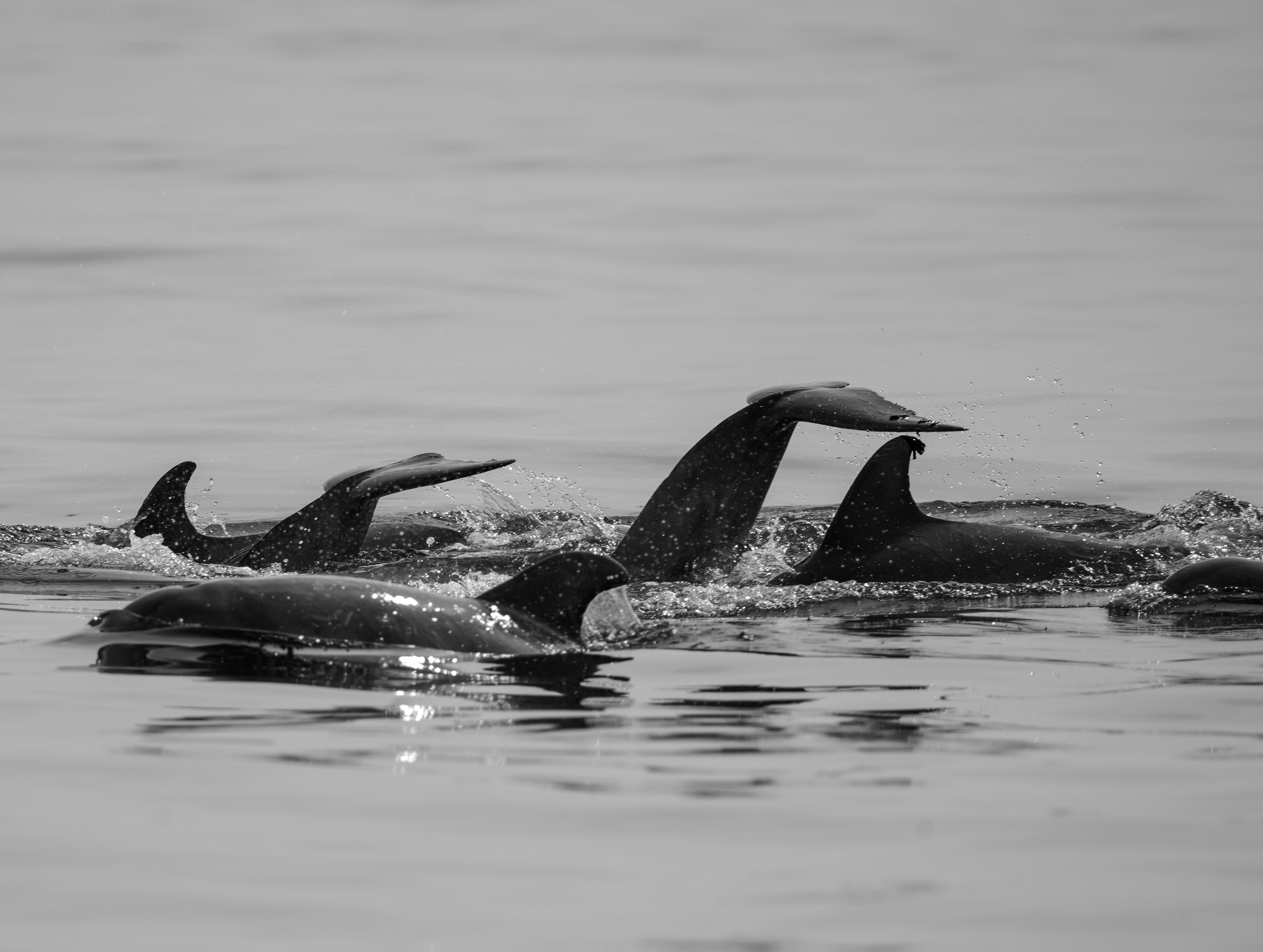 Black and white dolphins