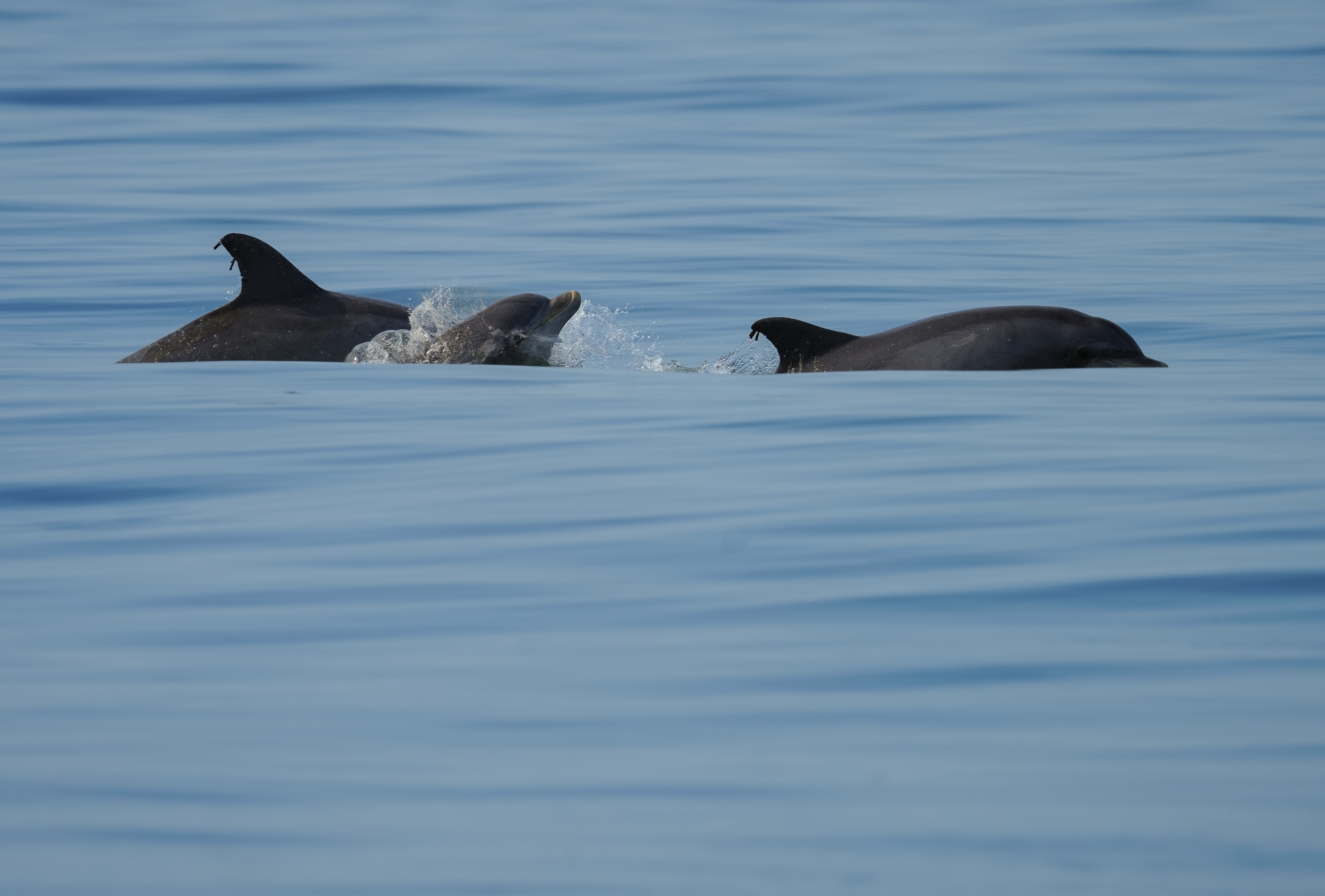 Dolphins group cruising