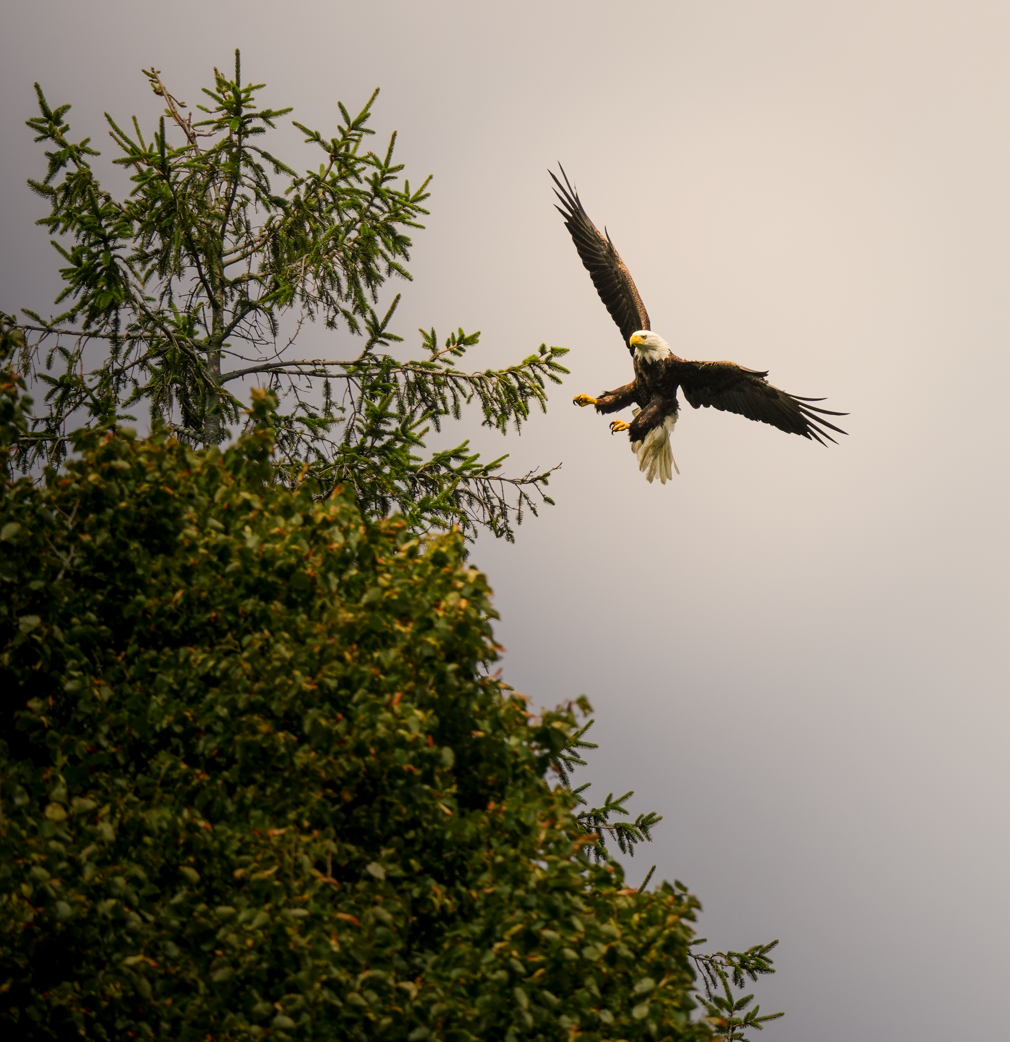 Bald eagle flying