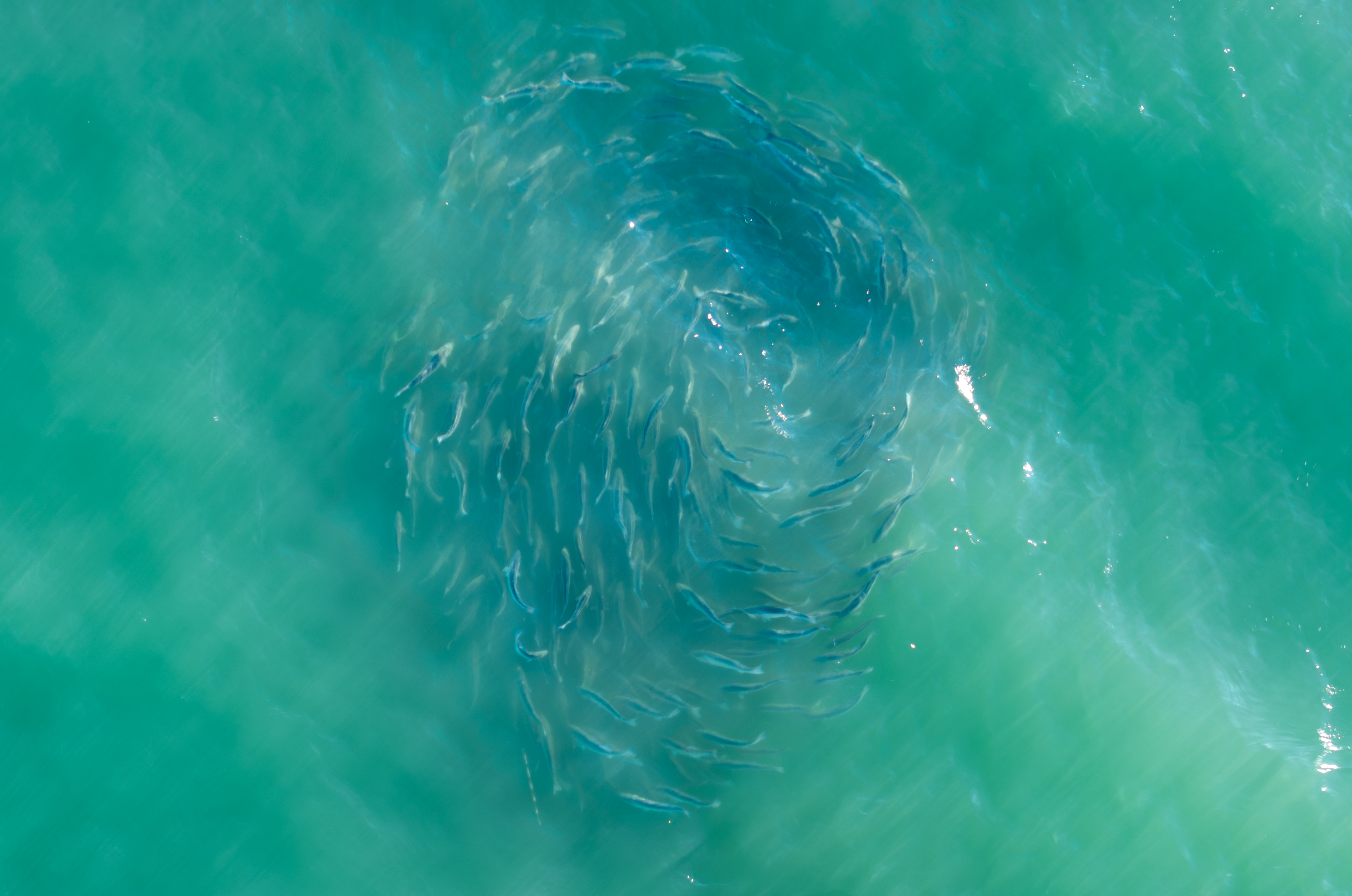 Striped bass underwater