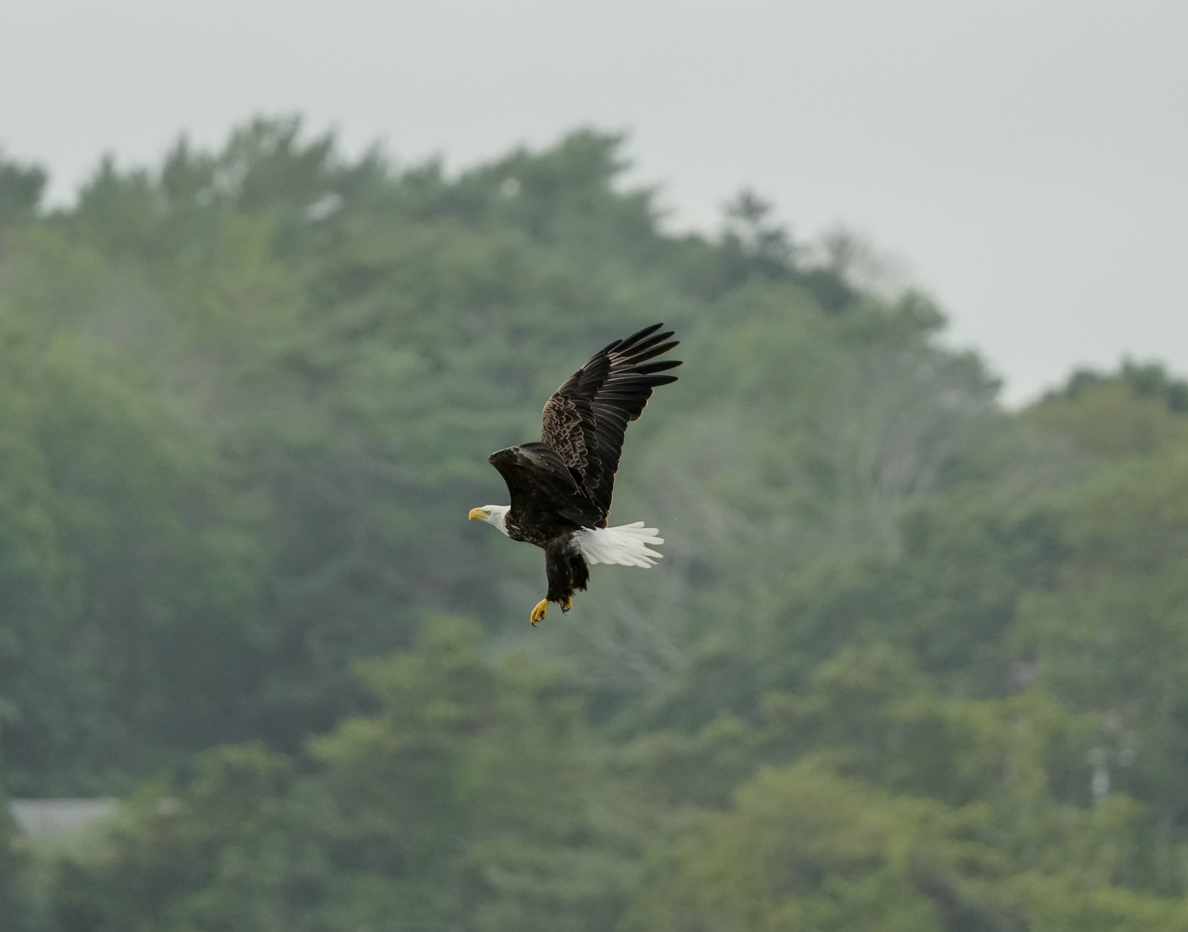 Eagle approaching tree
