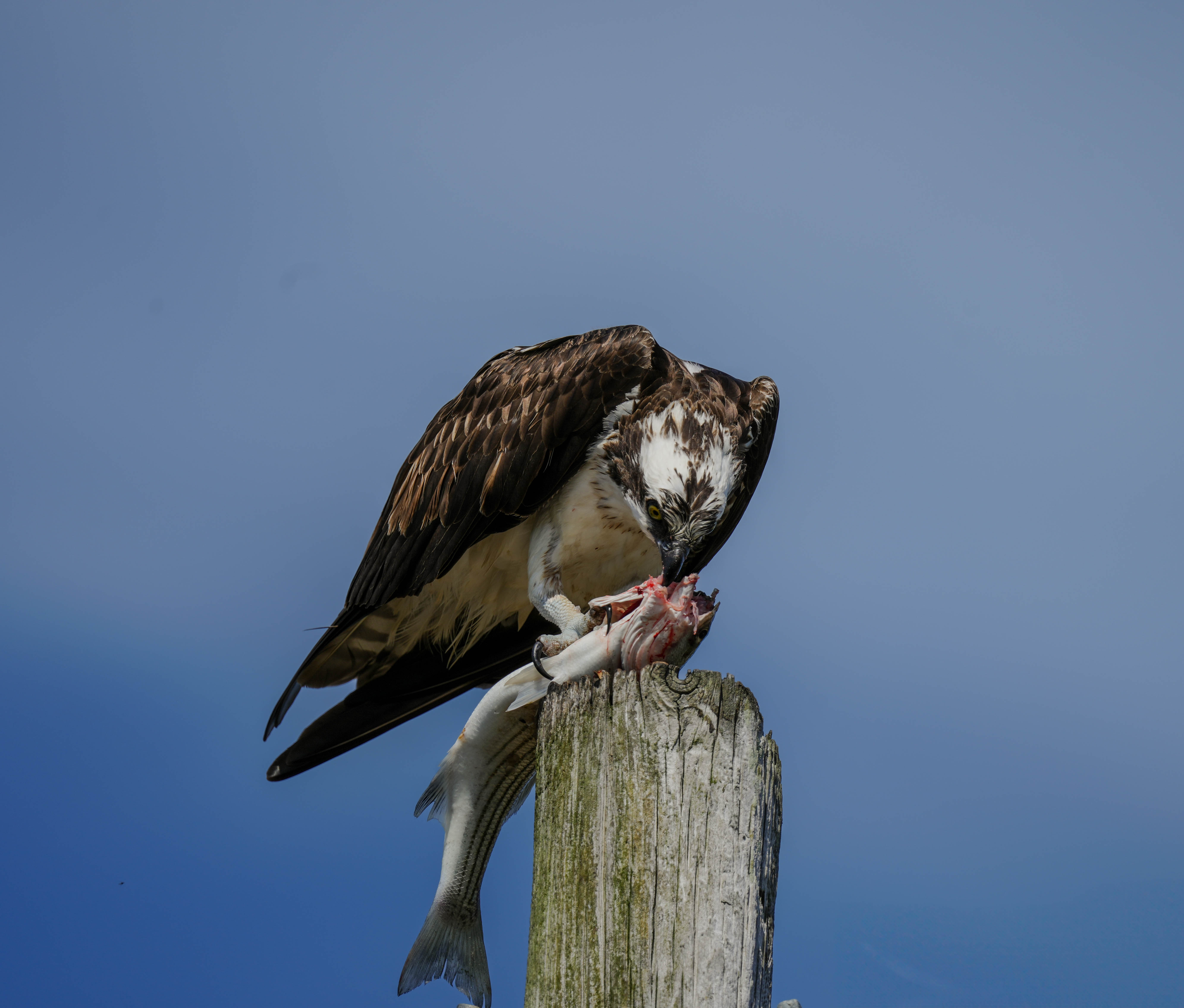 Osprey with fish