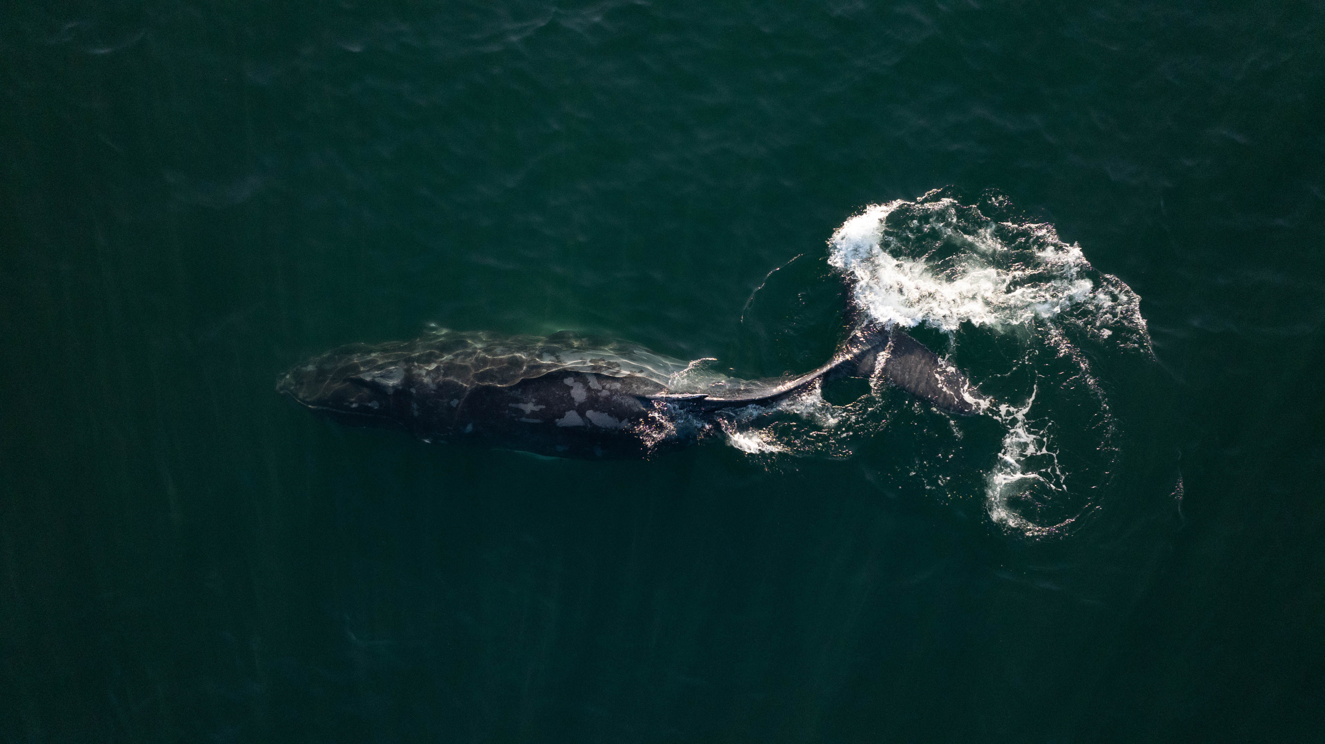 Humpback whale breaching