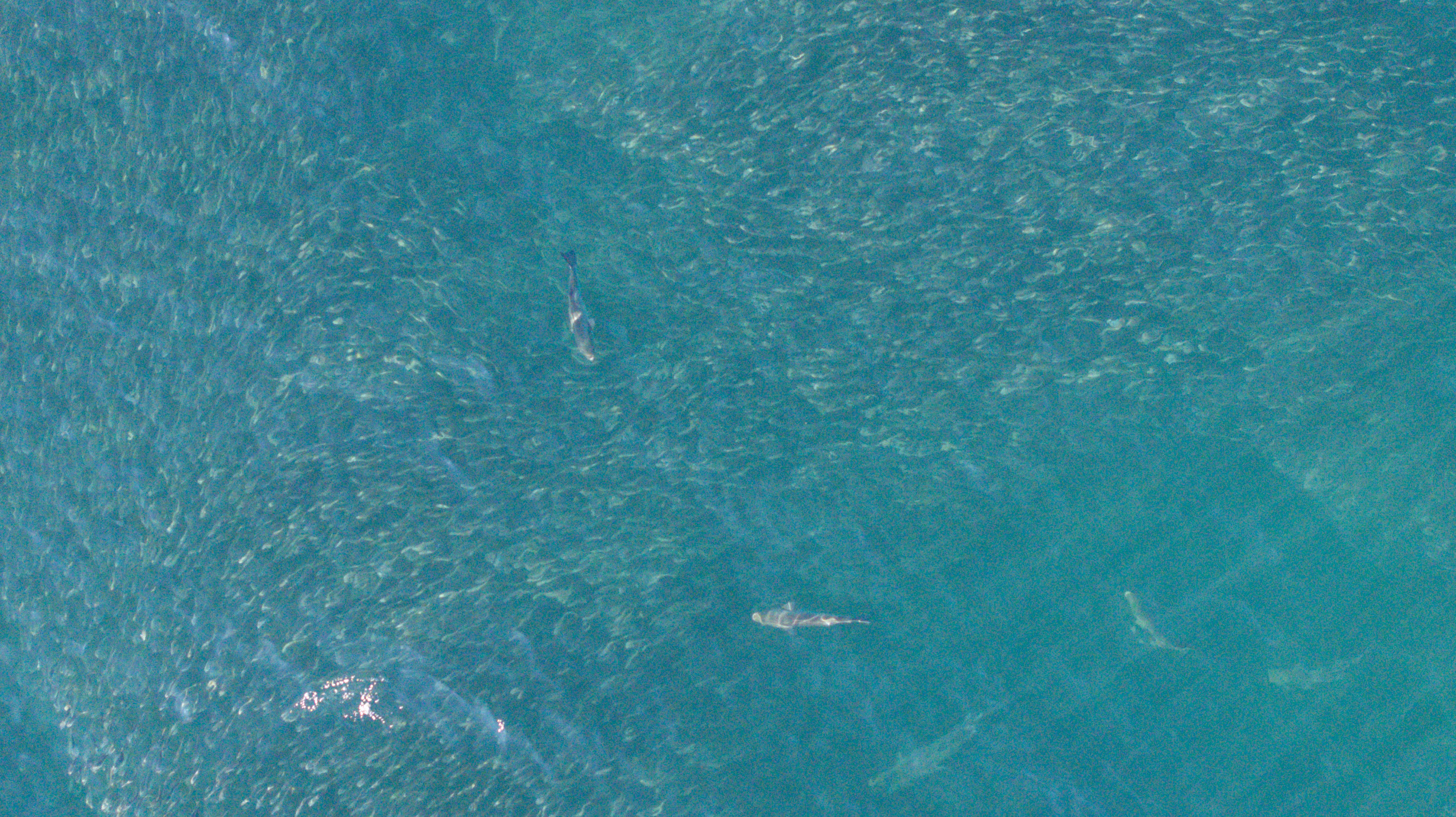 Sharks and fish ball