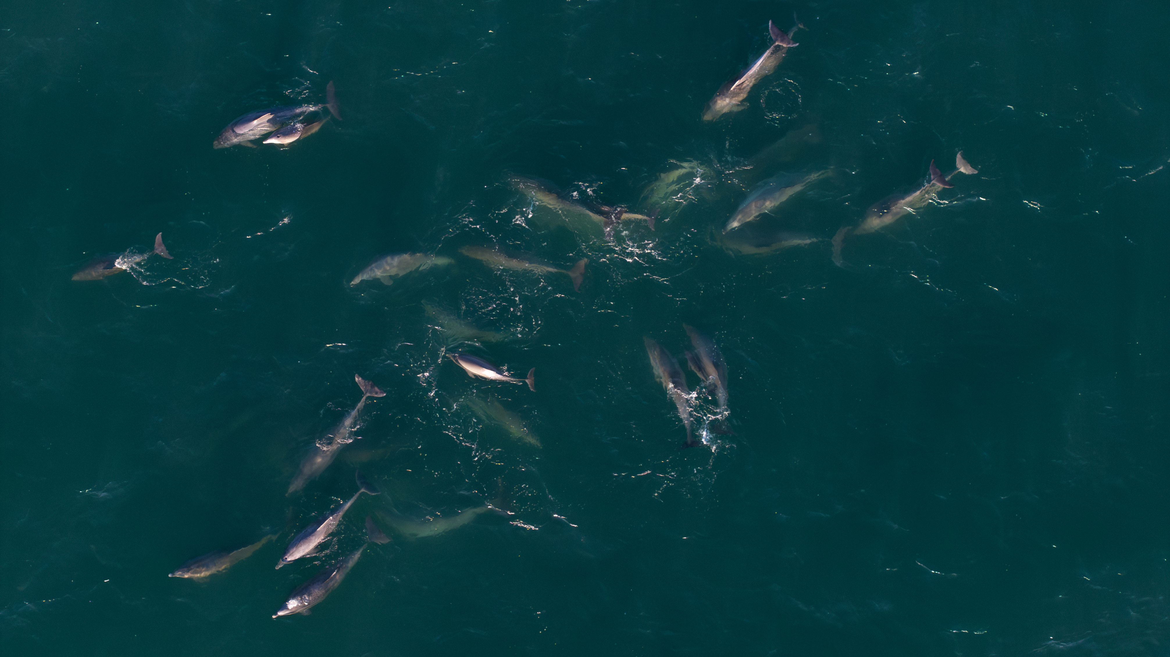 Dolphins pod normal light