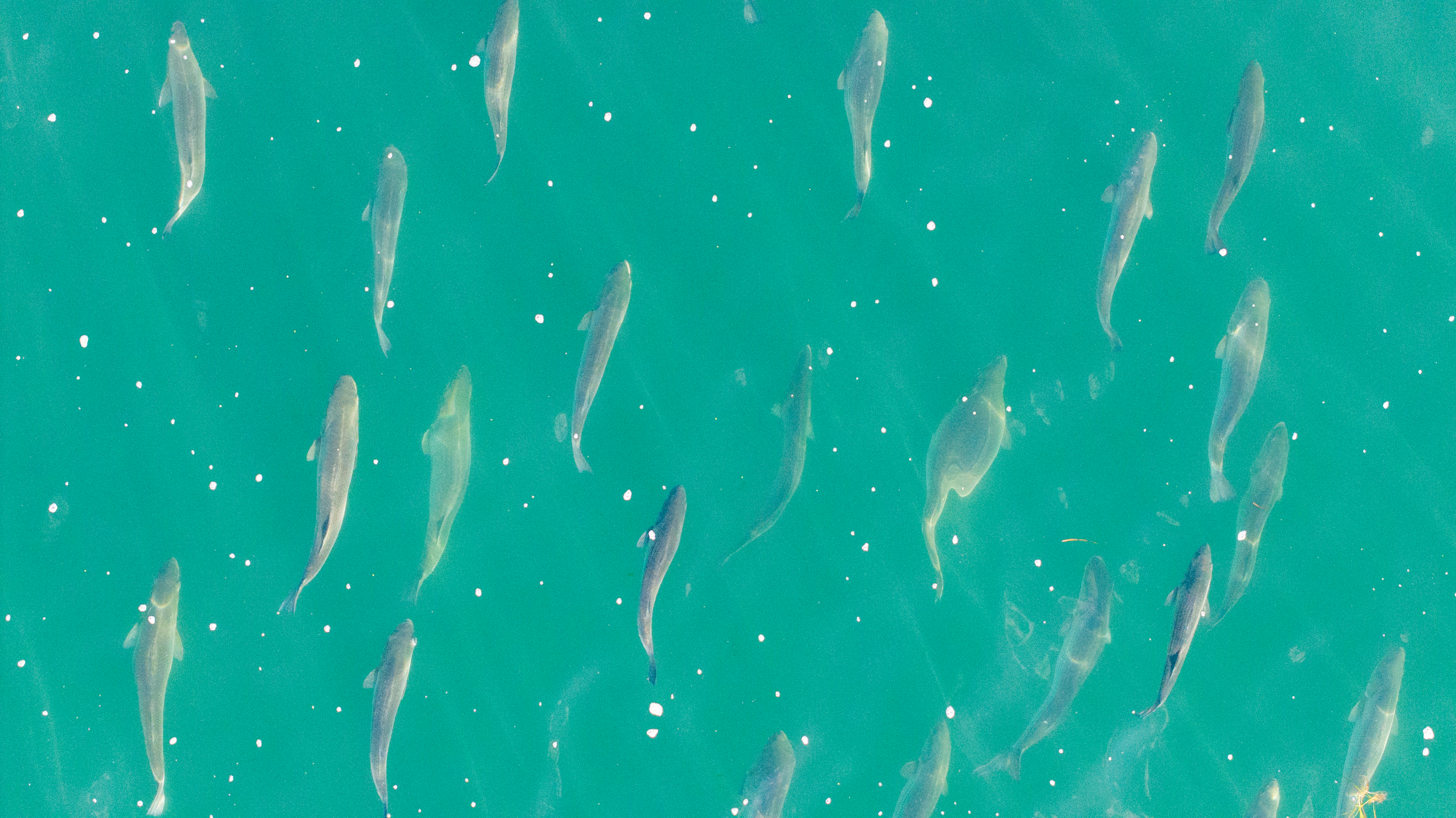 Striped bass school