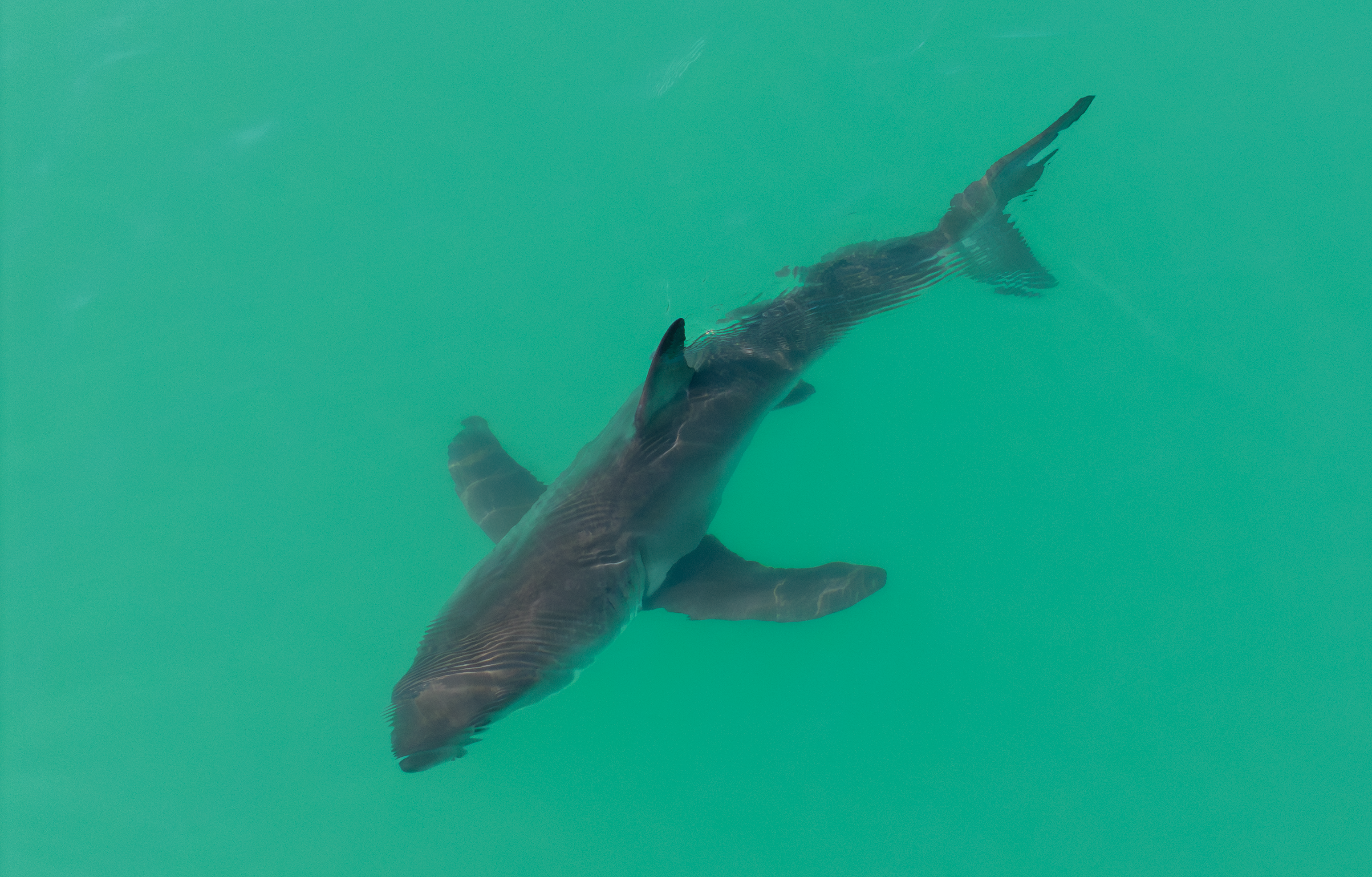 Tern above shark